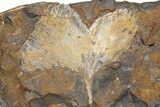 Fossil Ginkgo Leaf From North Dakota - Paleocene #262260-1